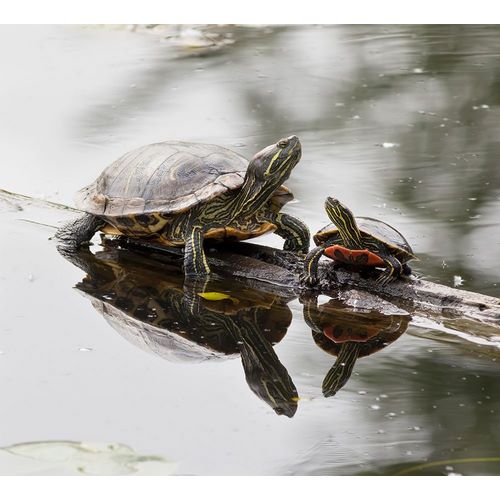 Washington State-Lake Washington Painted turtles on log